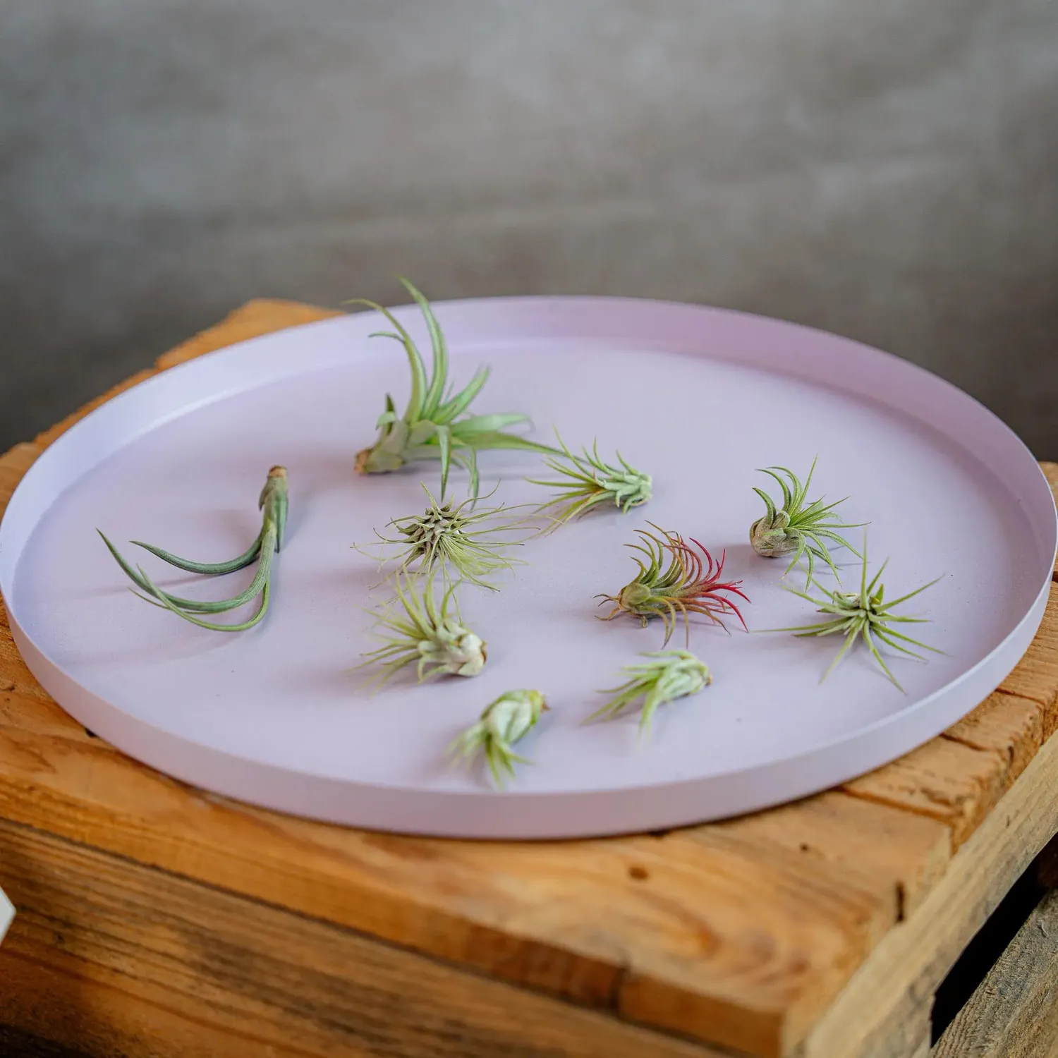 Airplantshop Mini Box coffret 10 tillandsias sans terre