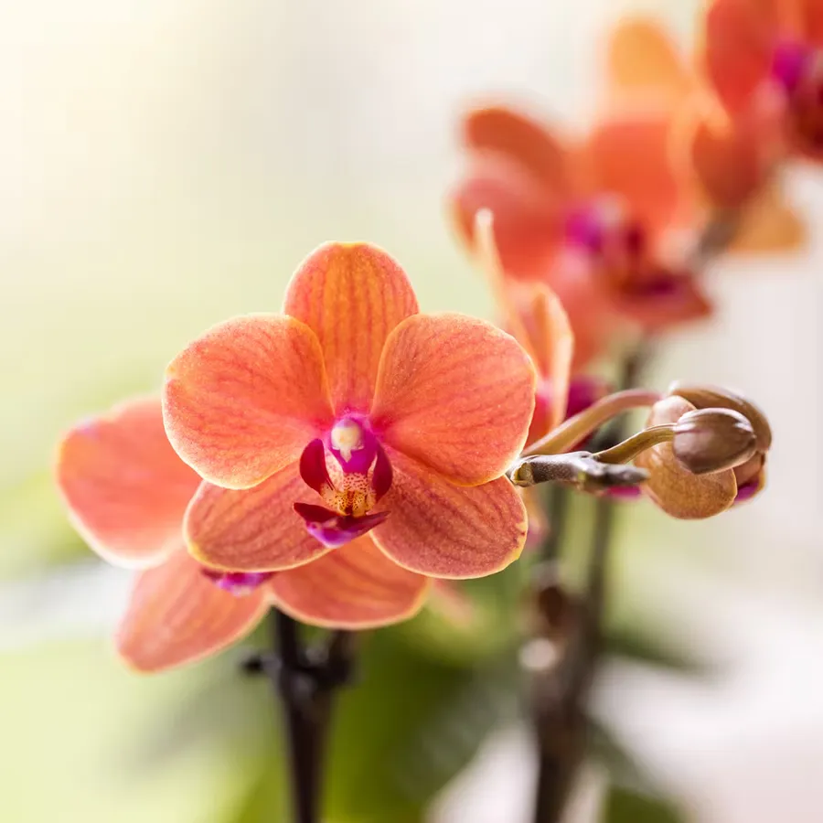 Plant and Stories Phalaenopsis Bolzano orchidée coffret orange 9 cm
