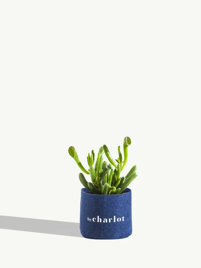 By Charlot La Rêveuse crassula recharge 12 cm