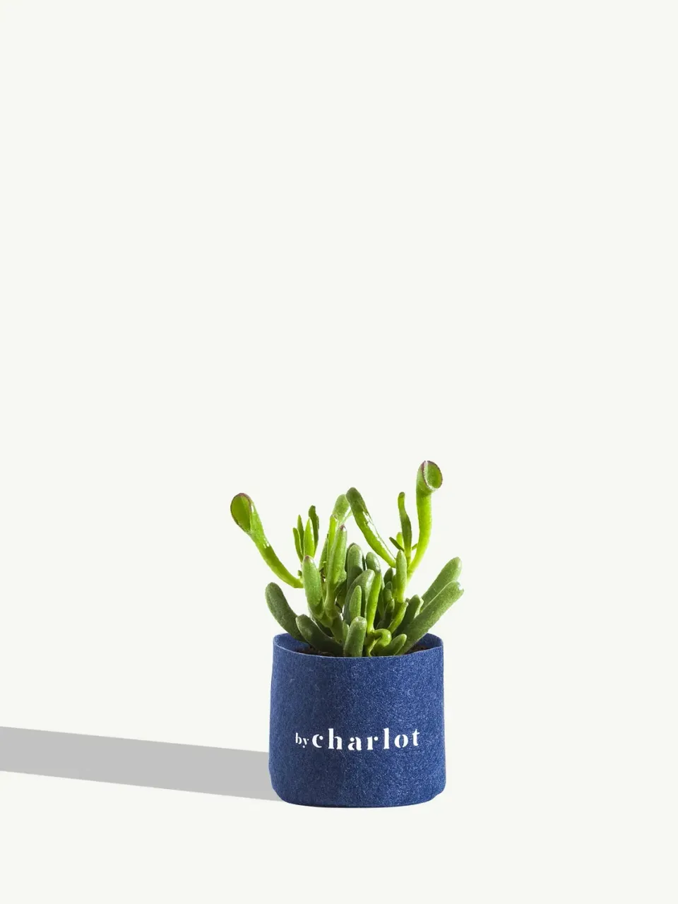 By Charlot La Rêveuse crassula recharge 12 cm