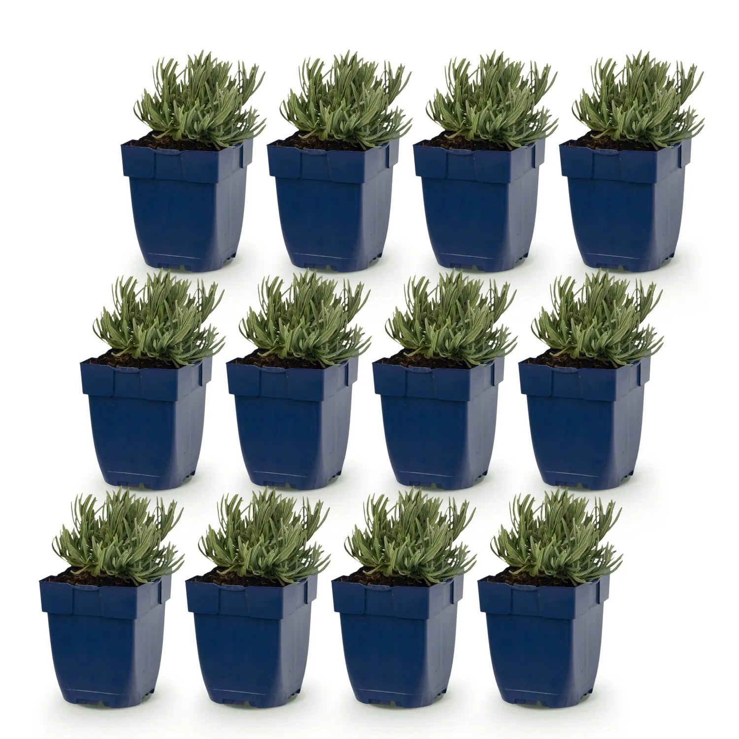 Plant and Stories lavande Dwarf Blue pot 11 cm 6 plants parfumée