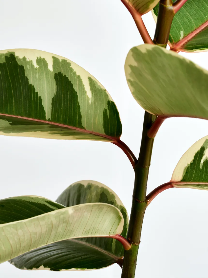 By Charlot Le Diplomate recharge ficus tineke 30 cm