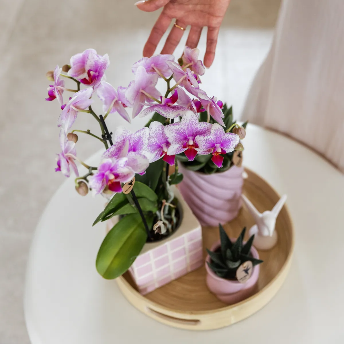 Plant and Stories Phalaenopsis Rotterdam orchidée rose pot 9 cm