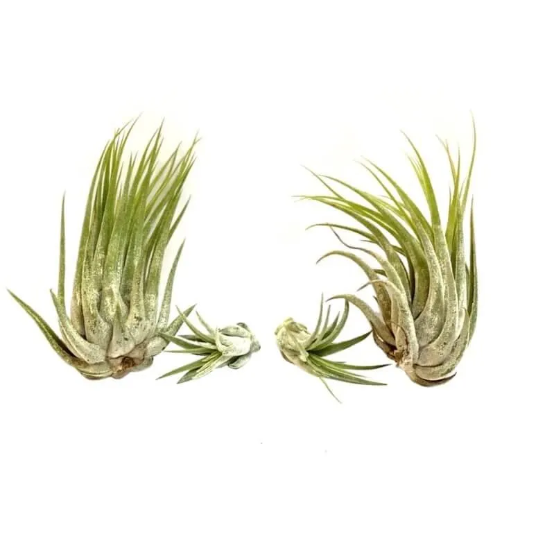 Airplantshop Ionantha Scaposa lot 4 plantes ariennes XL