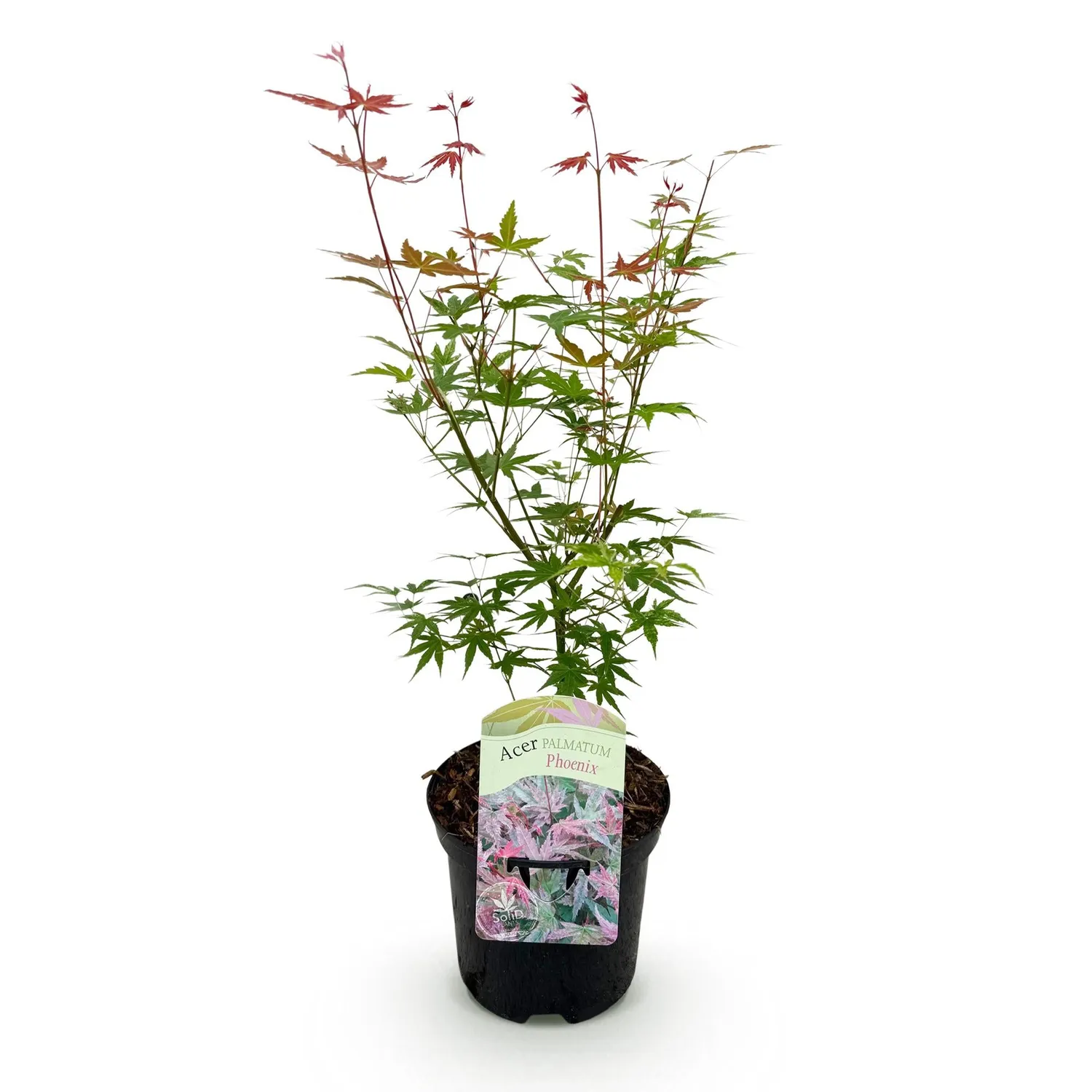 Plant and Stories Phoenix érable du Japon 70 cm pot 19 cm