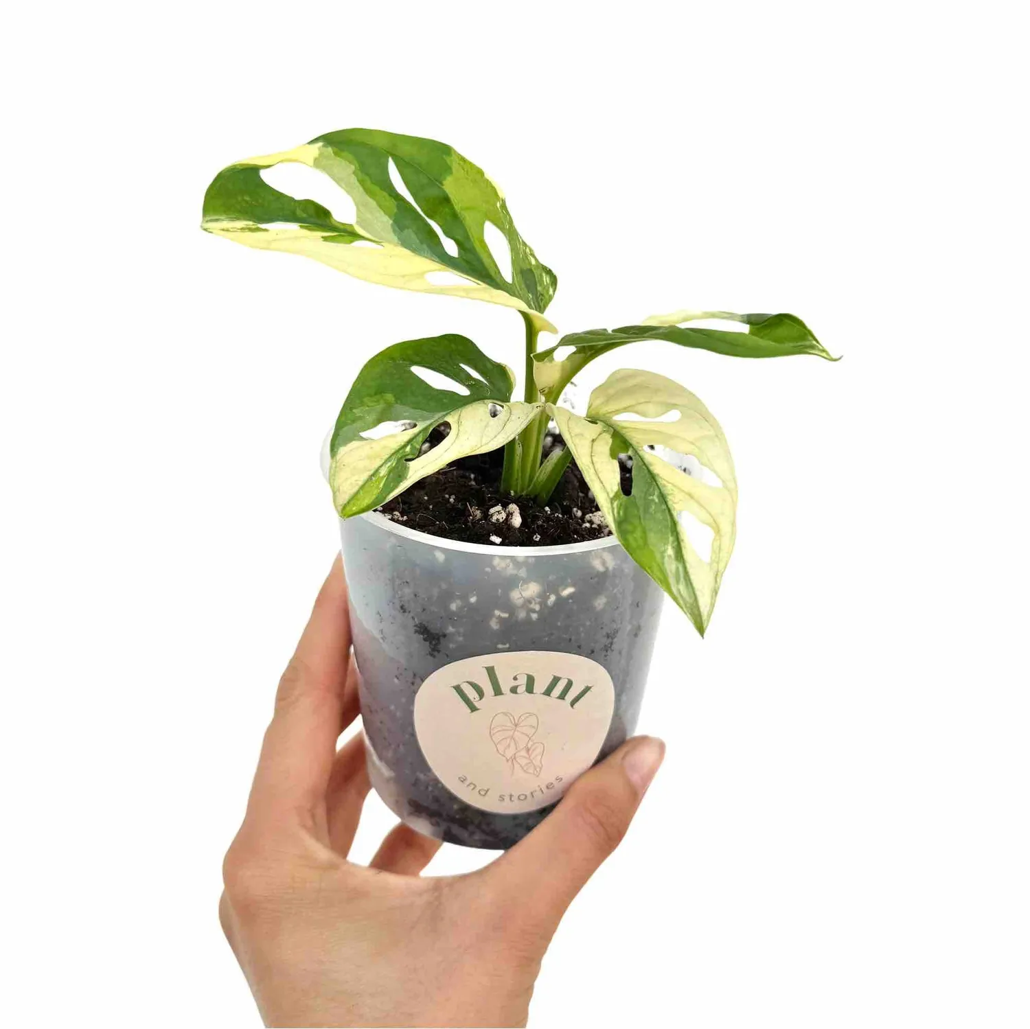 Plant and Stories Monstera Adansonii Variegata plante pot 6cm