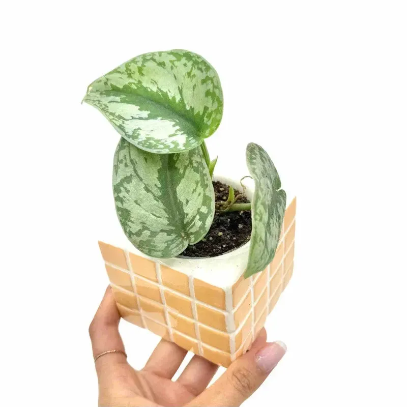 Plant and Stories Scindapsus Treubii plante pot 6cm velours sombre