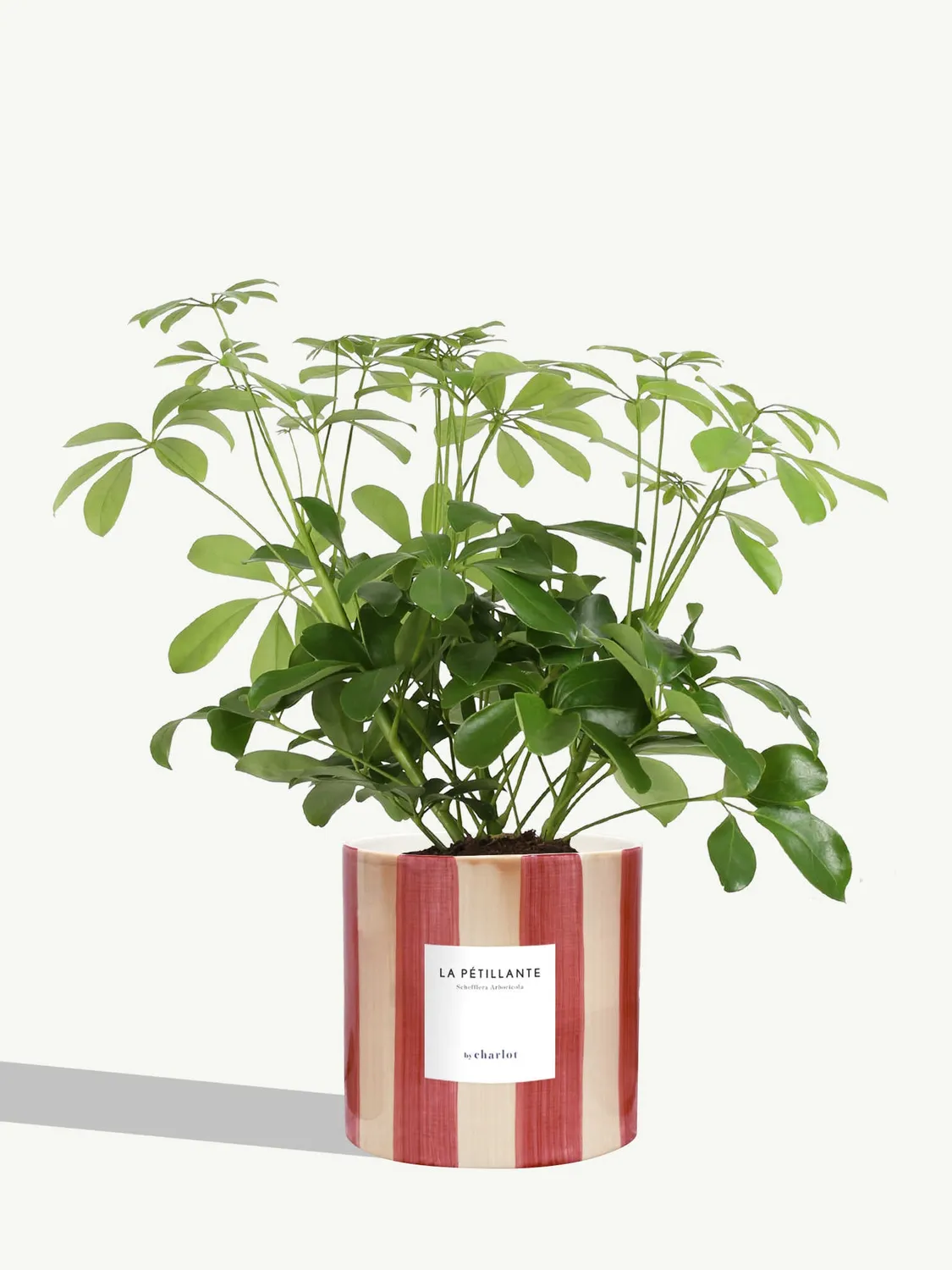 By Charlot La Pétillante schefflera pot 14 cm
