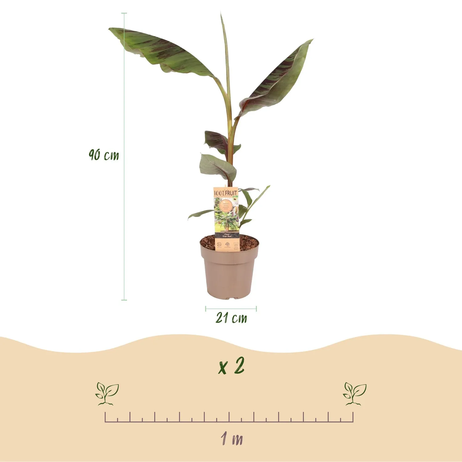 Plant and Stories Ever Red bananier Musa pot 21 cm 90 cm