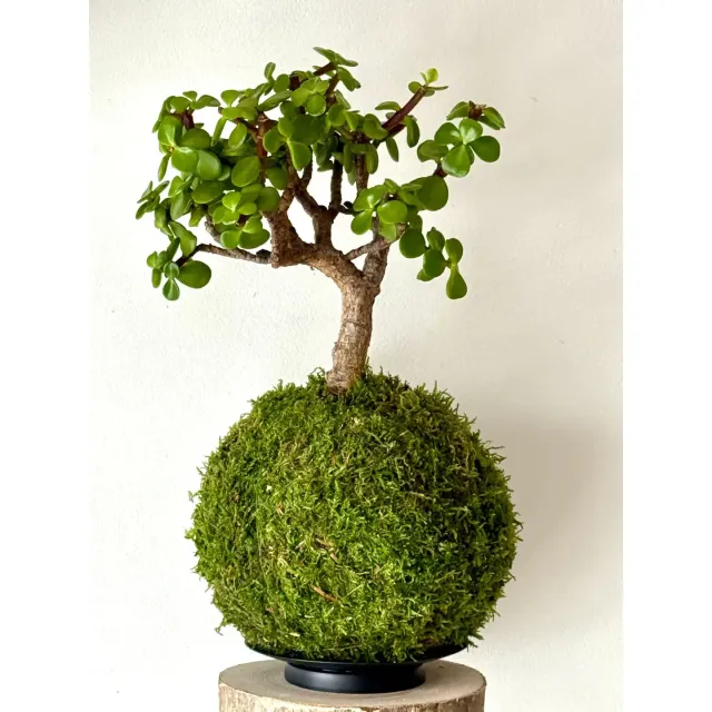 Oh My Green Portulacaria Afra kokedama mousse taille M soleil