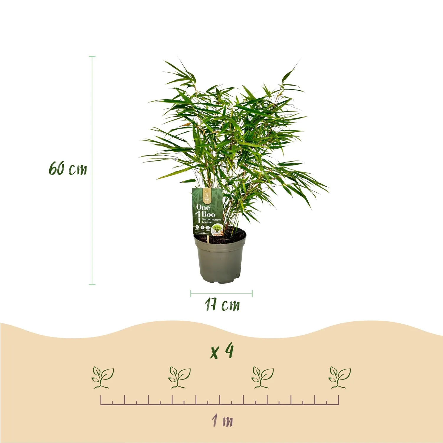 Plant and Stories Fargesia Rufa bambou brise-vue 1 plant pot 17 cm