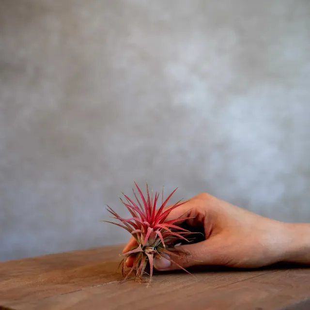 Airplantshop Ionantha rouge plante aérienne teintée