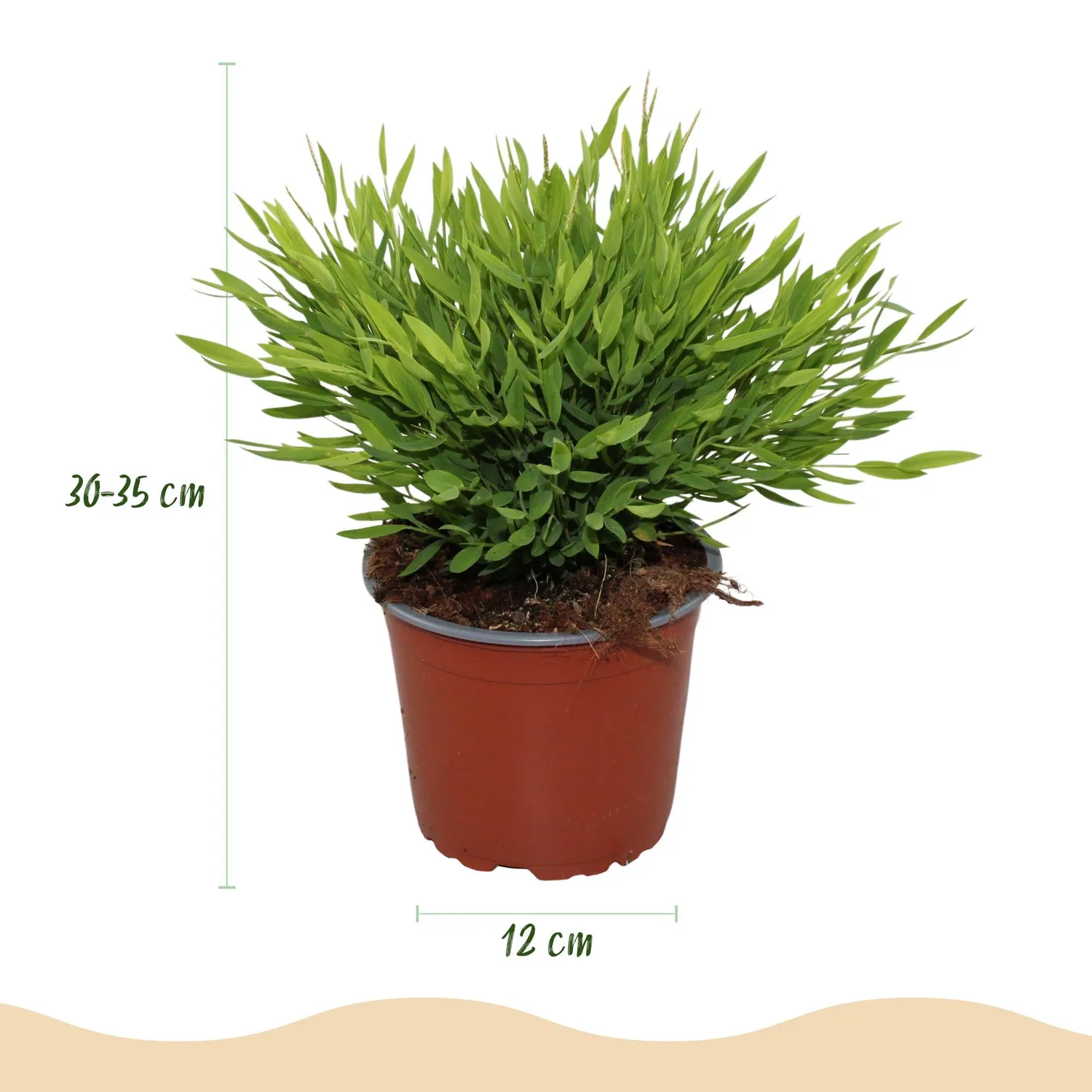 Plant and Stories Monica herbe de bambou 2 plantes pot 12 cm