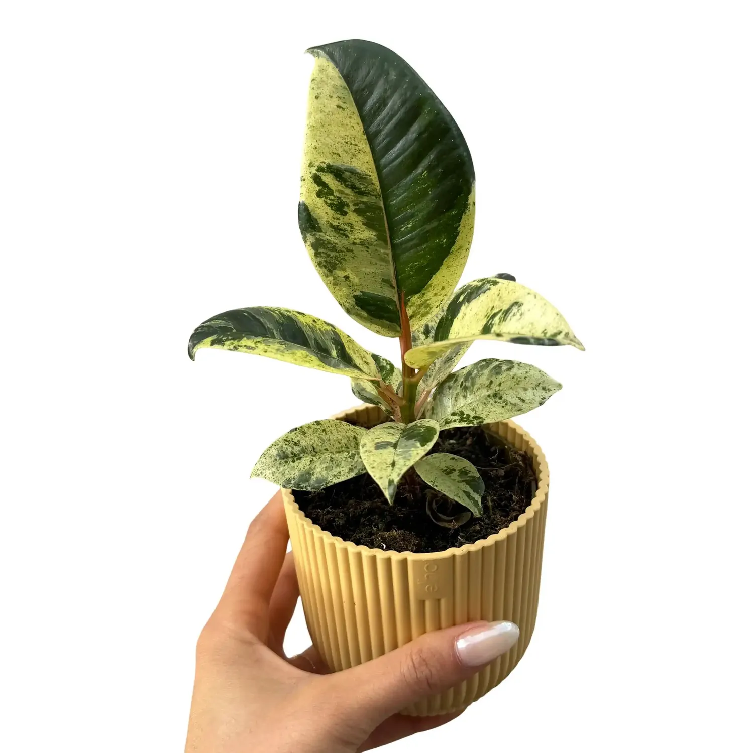 Plant and Stories Ficus Shivereana Moonshine plante d’intérieur pot 6 cm marbré