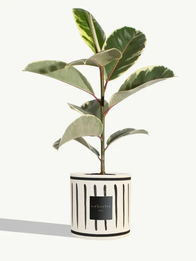 By Charlot Le Diplomate plante céramique INI noire
