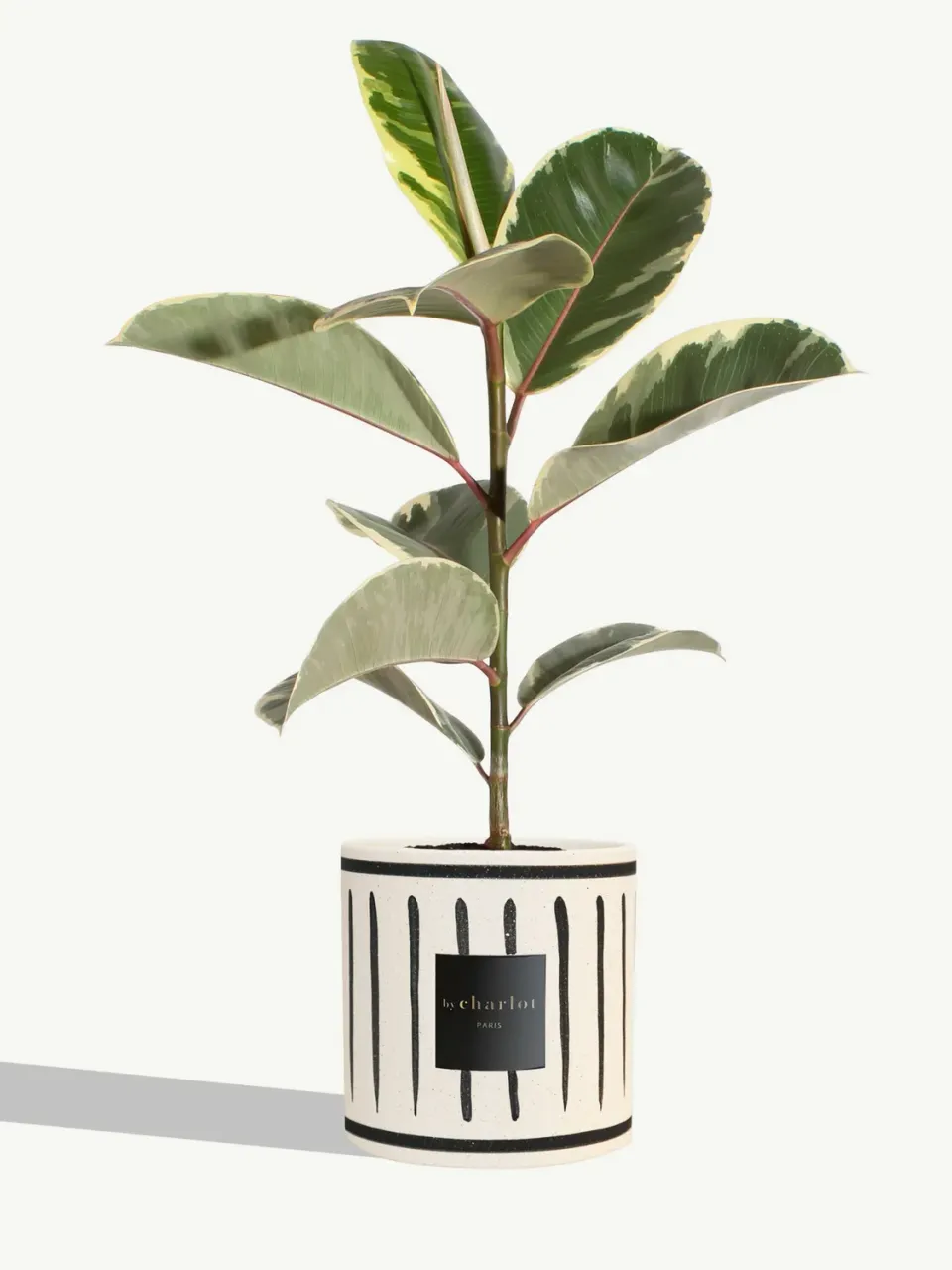 By Charlot Le Diplomate plante céramique INI noire