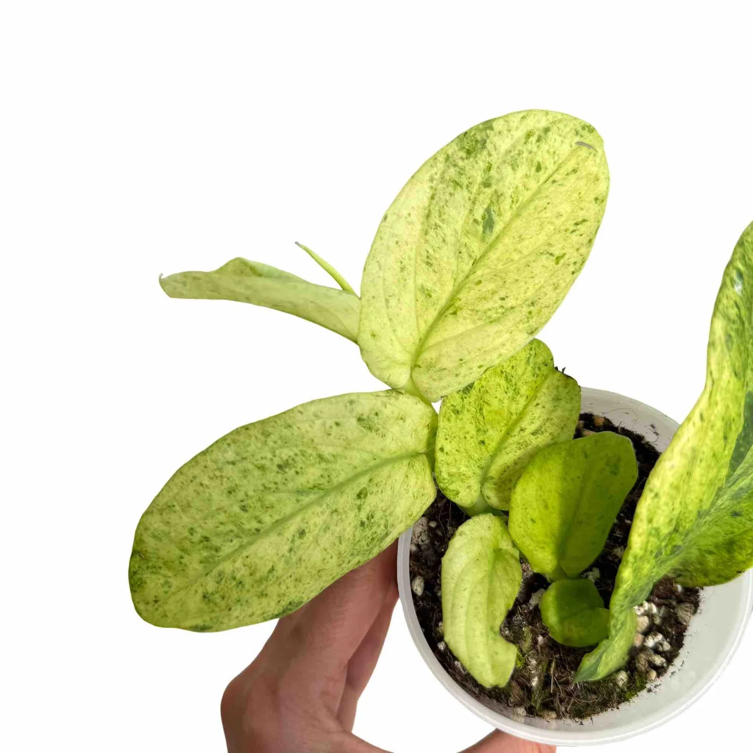 Plant and Stories Korthalsii Marble Aurea pot 9 cm doré