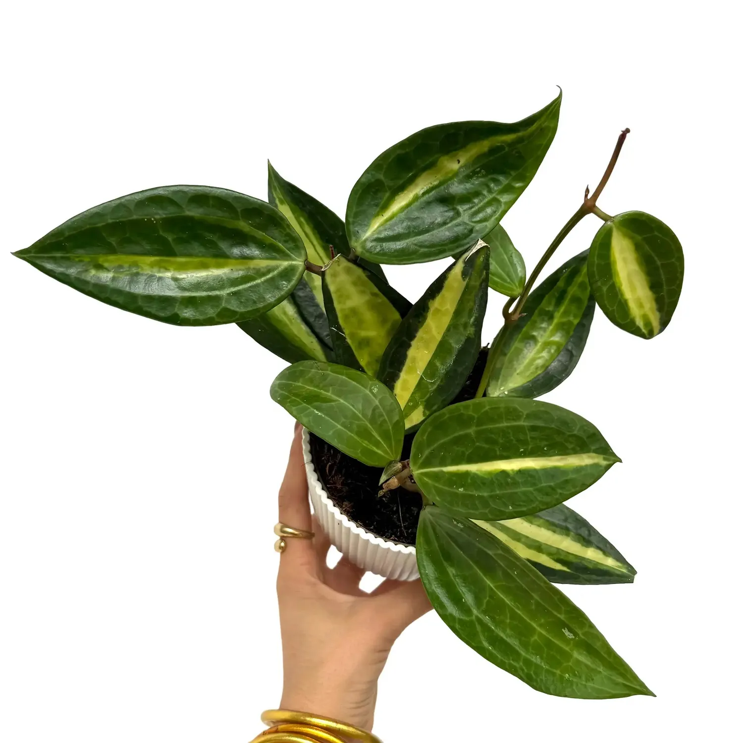 Plant and Stories Inner Variegata hoya latifolia 8 cm panaché