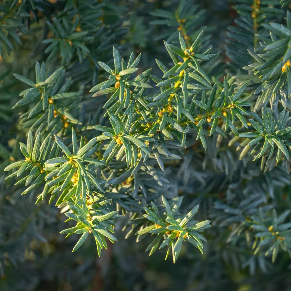 Plant and Stories If de Hill Taxus haie 6 plants