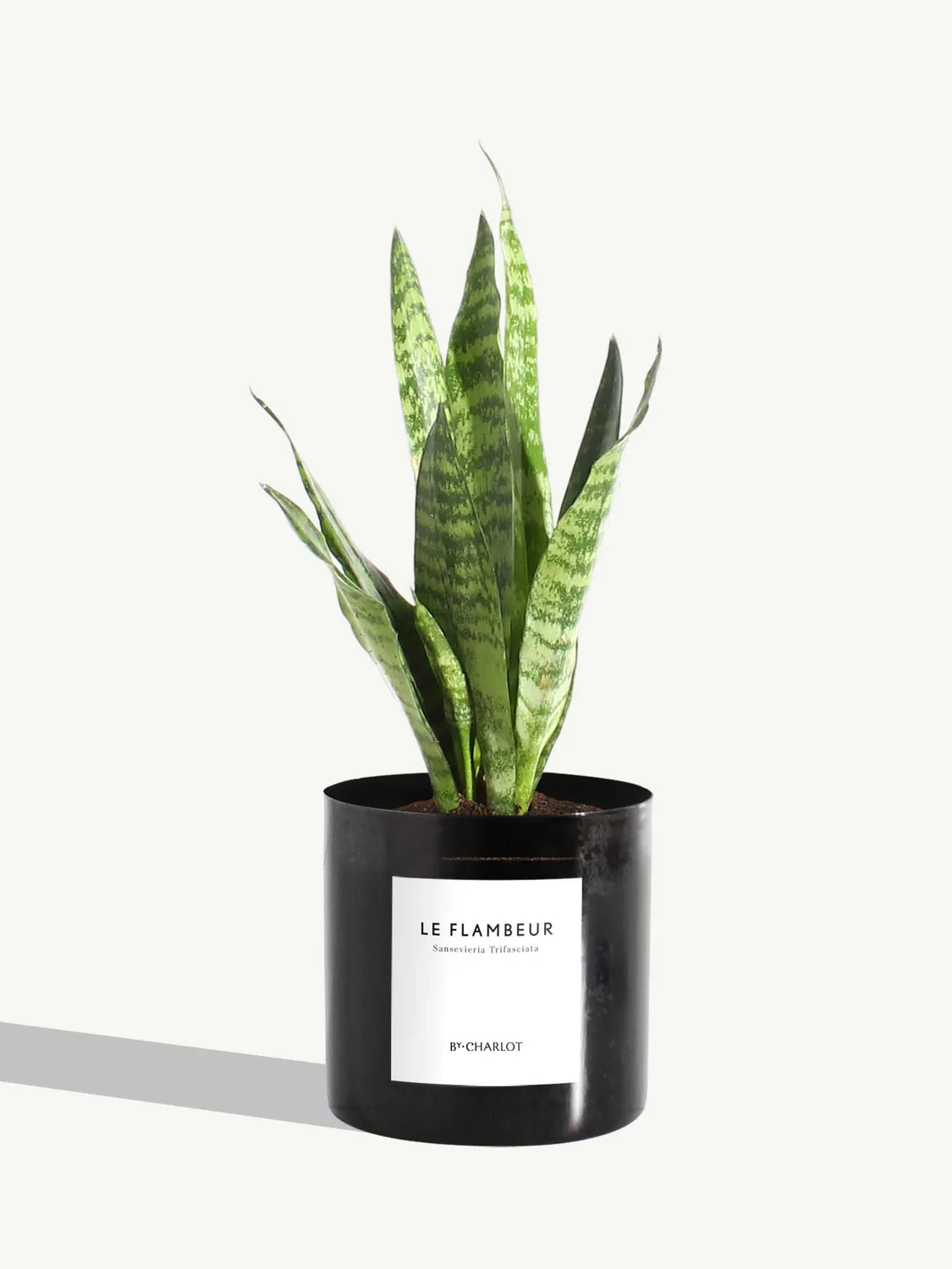 By Charlot Le Flambeur sansevieria plante pot 10 cm