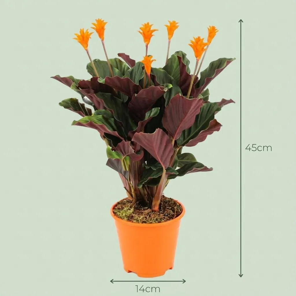 Plant and Stories Calathea Crocata plante d'intérieur 14cm velours