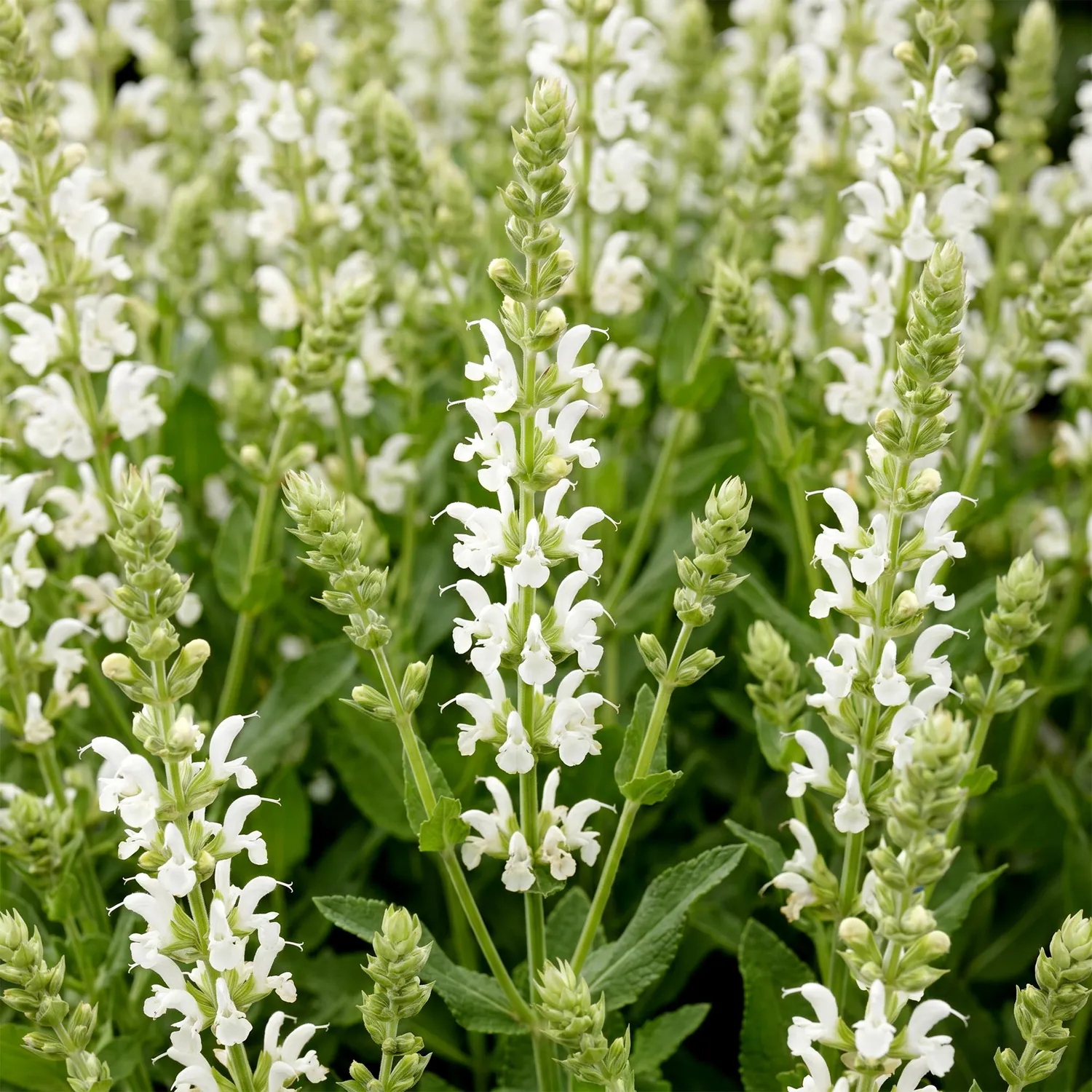 Plant and Stories Schneehügel sauge blanche 3 plants pot 11 cm