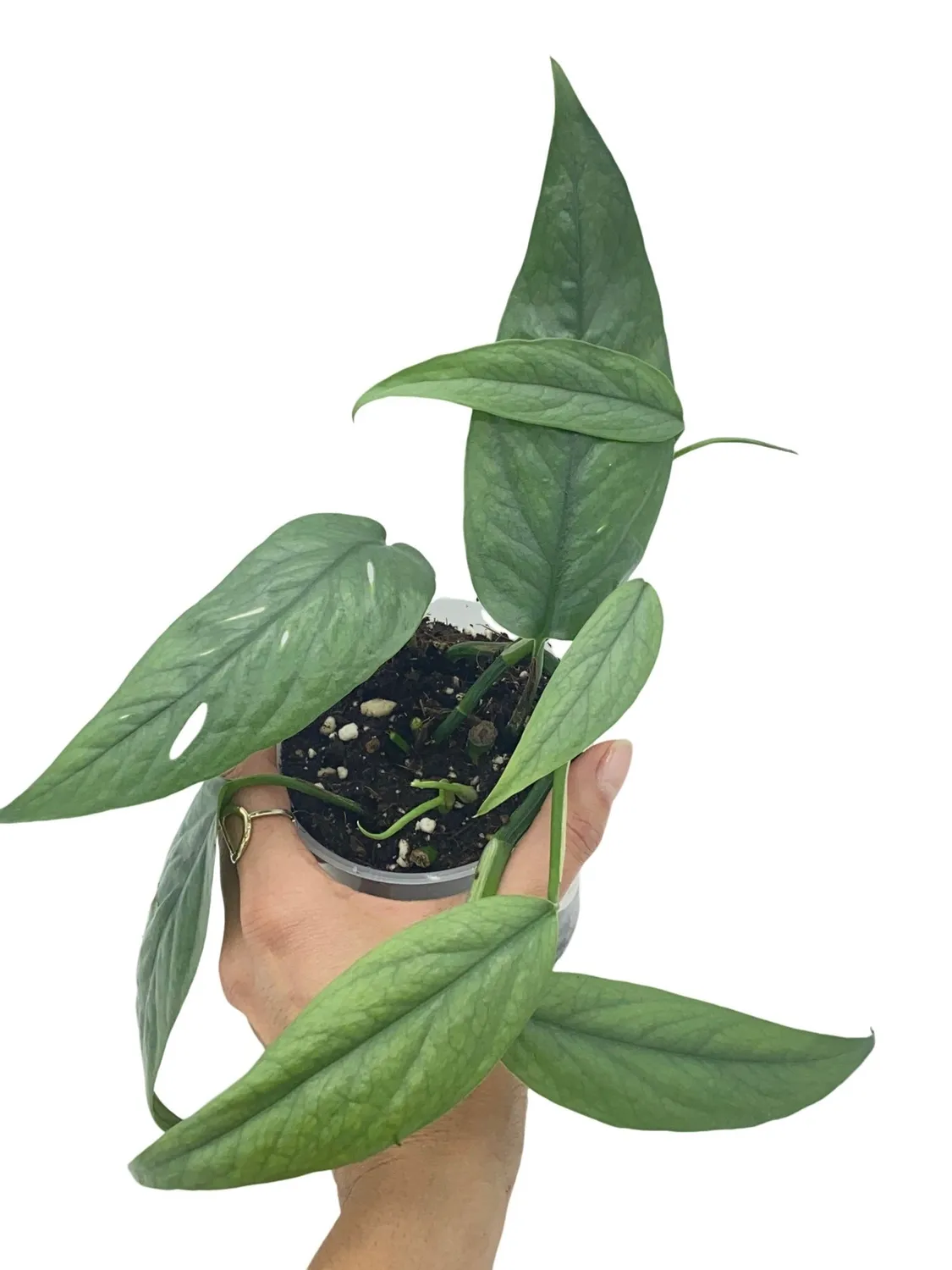 Plant and Stories Epipremnum Cebu Blue pothos pot 6 cm argenté