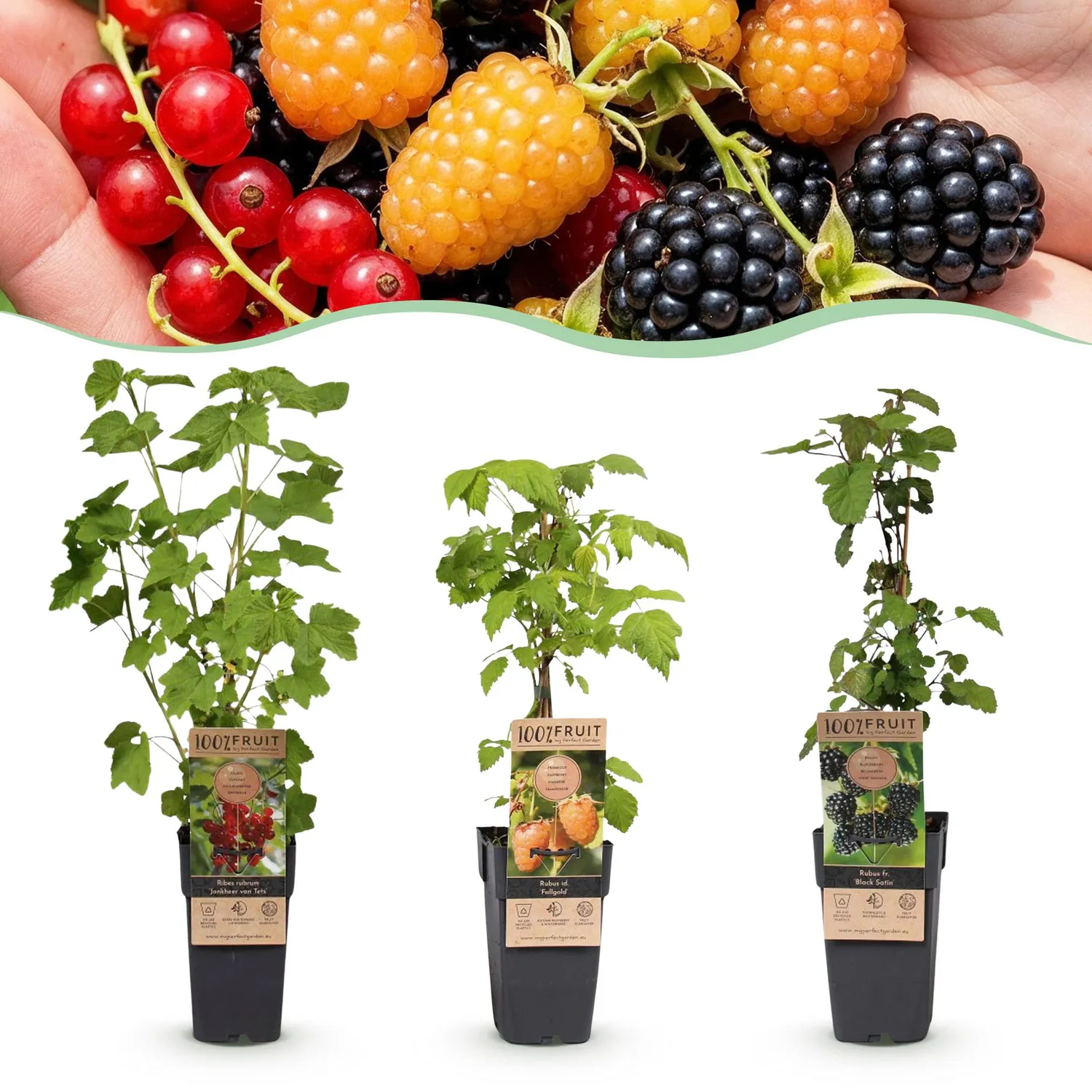 Plant and Stories lot 3 petits fruits pot 15 cm rustique