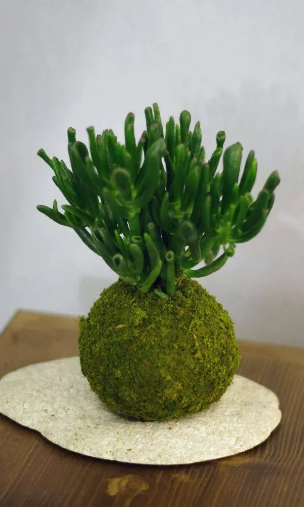 AQUAPHYTE Gollum Ichi kokedama crassula jade