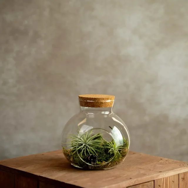 Airplantshop bocal liège grand avec 2 tillandsia ionantha