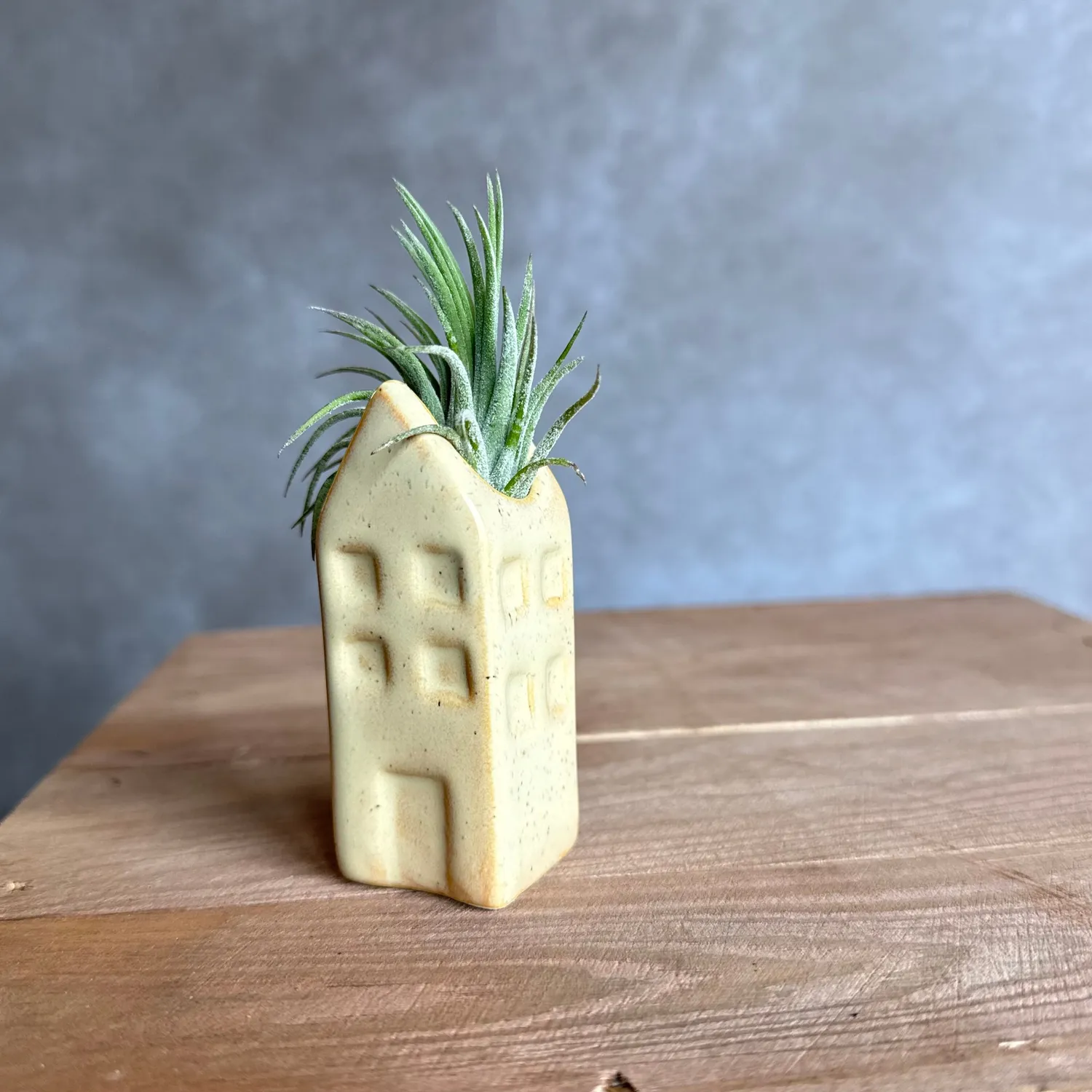 Airplantshop maison miniature Grachtenpandje Tillandsia bleu