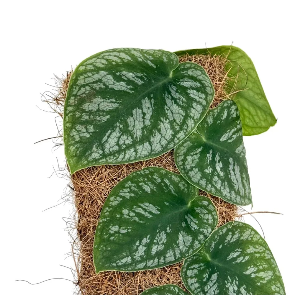 Plant and Stories Monstera Dubia plante grimpante 14 cm tuteur