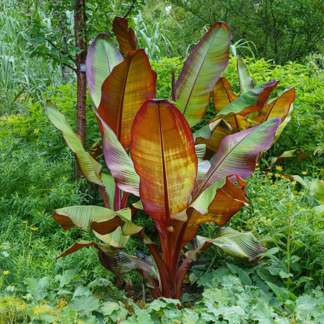 Plant and Stories Maurelii bananier rouge 2 plants pot 17 cm