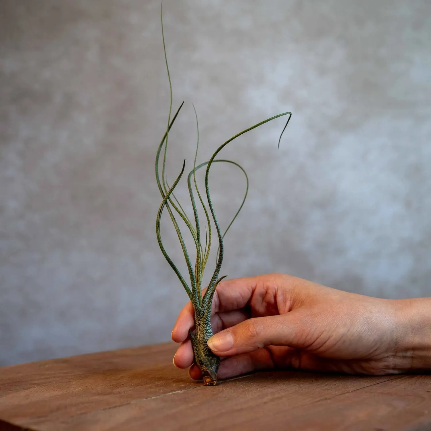 Airplantshop Butzii tillandsia tentacules rayées