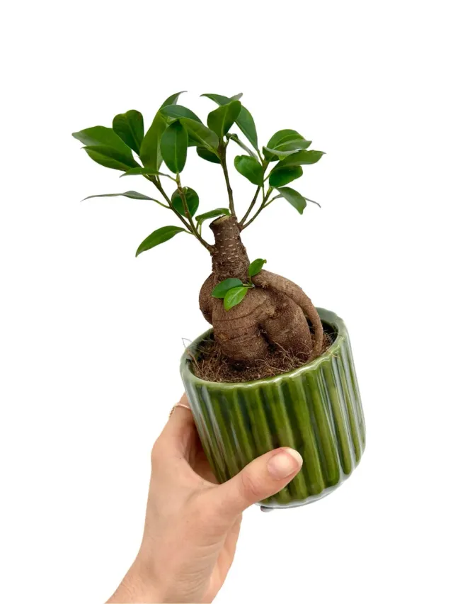 Plant and Stories cache-pot céramique ondulé mini blanc soie