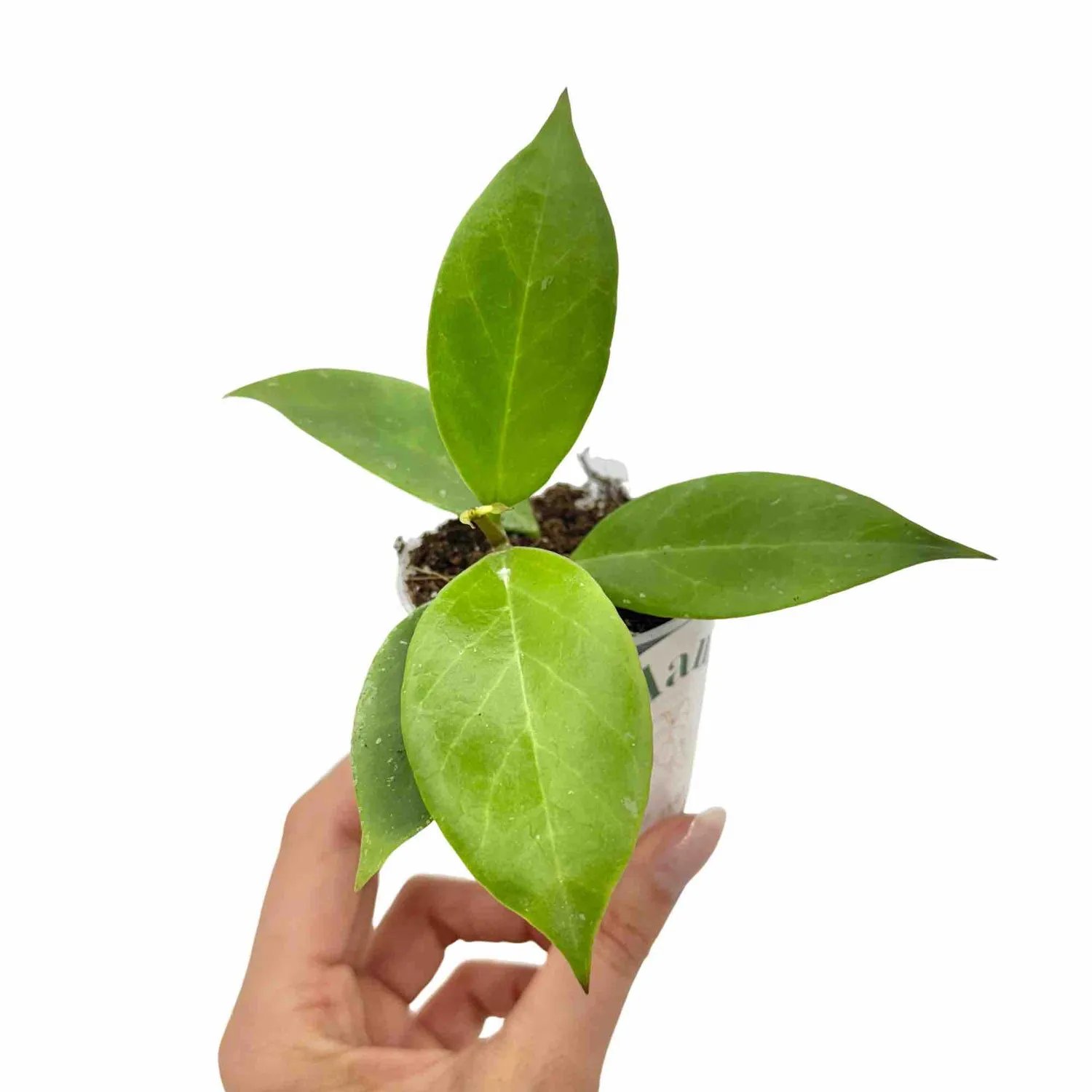 Plant and Stories Hoya Sunrise plante pot 6 cm feuilles soleil