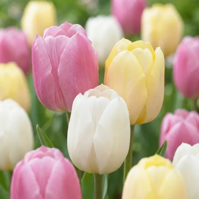 Plant and Stories Sorbet tulipe mélange 12 bulbes calibre 11/12