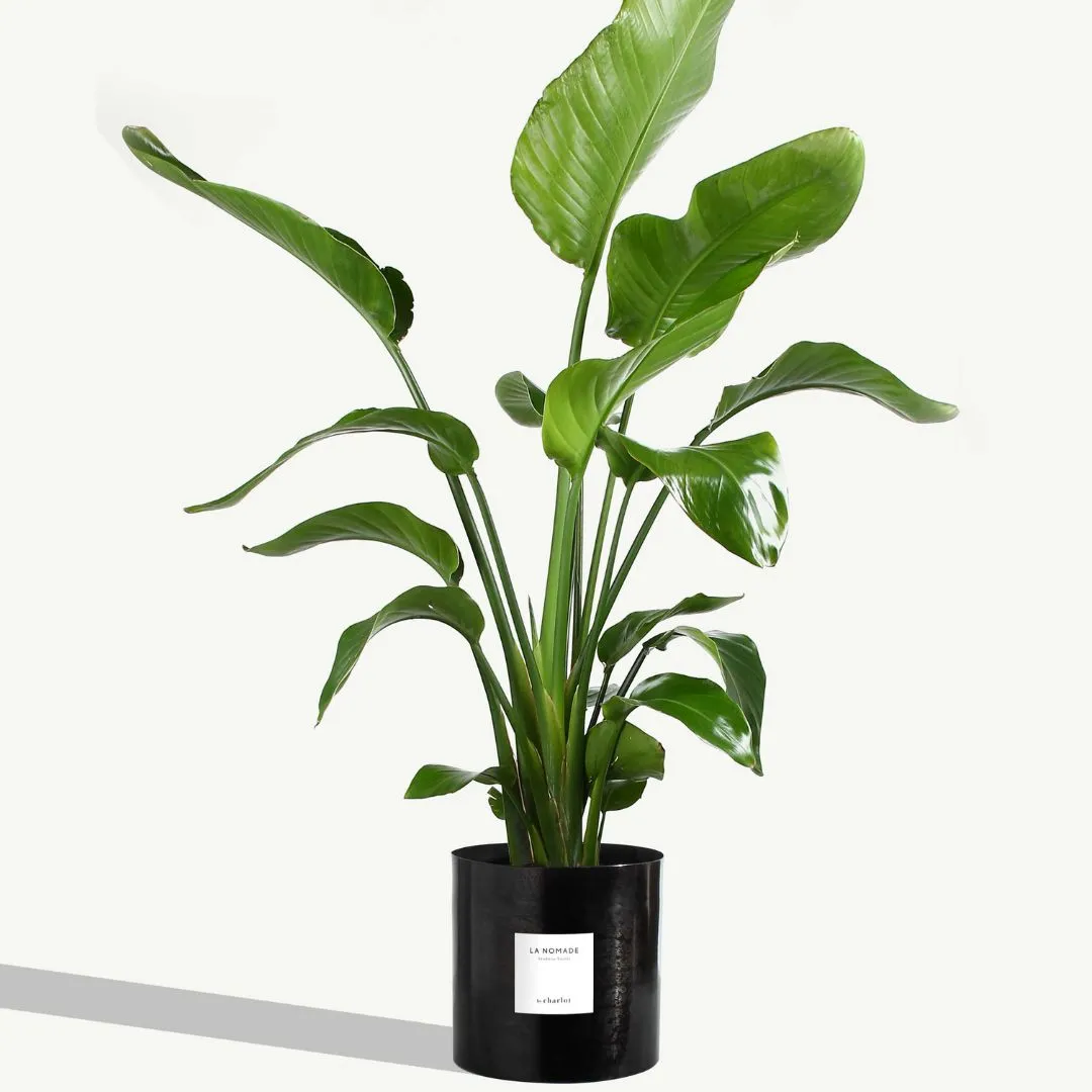 By Charlot Métal mat cache-pot noir graphite 24 cm XL