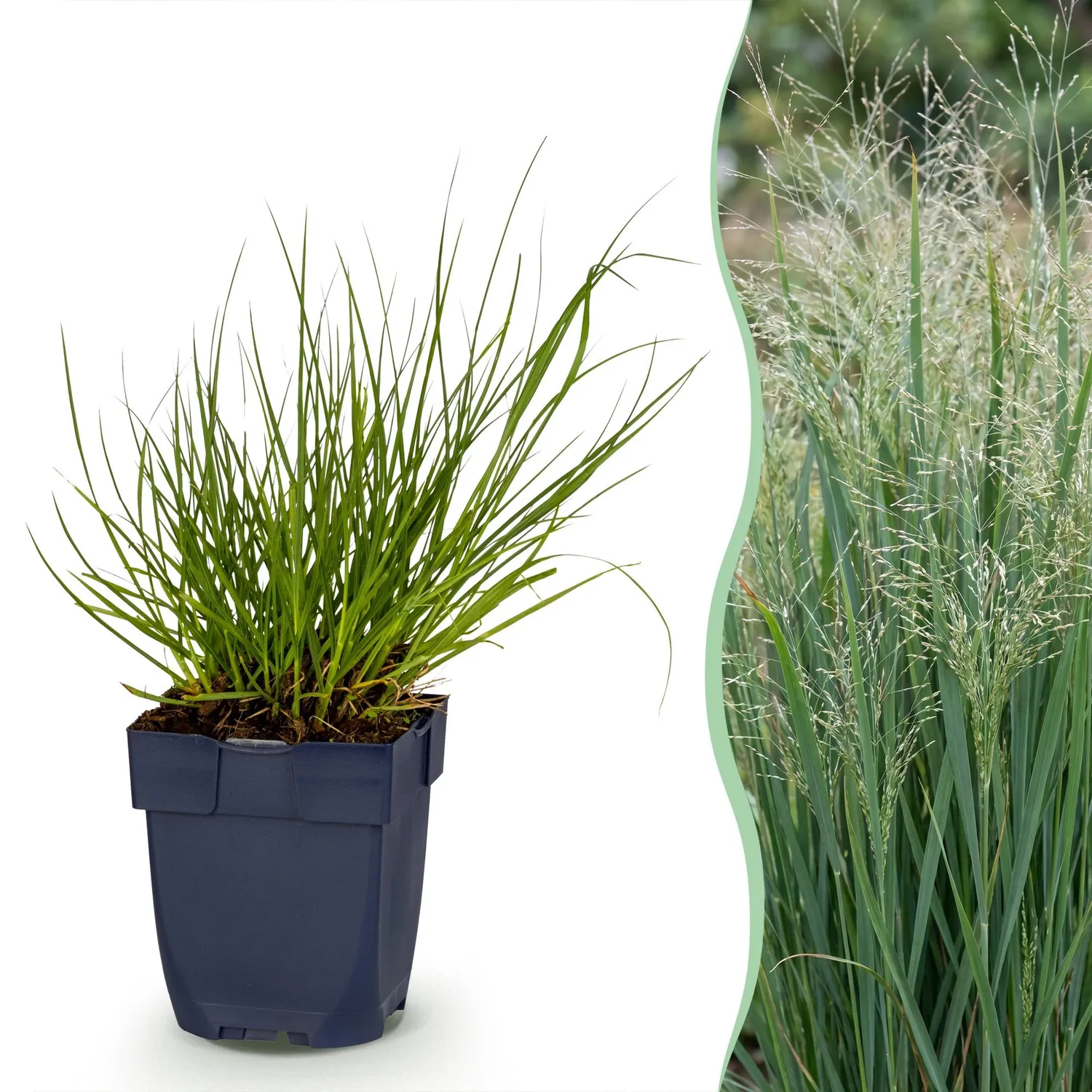 PLANT AND STORIES Northwind panic graminée 1 plant soleil