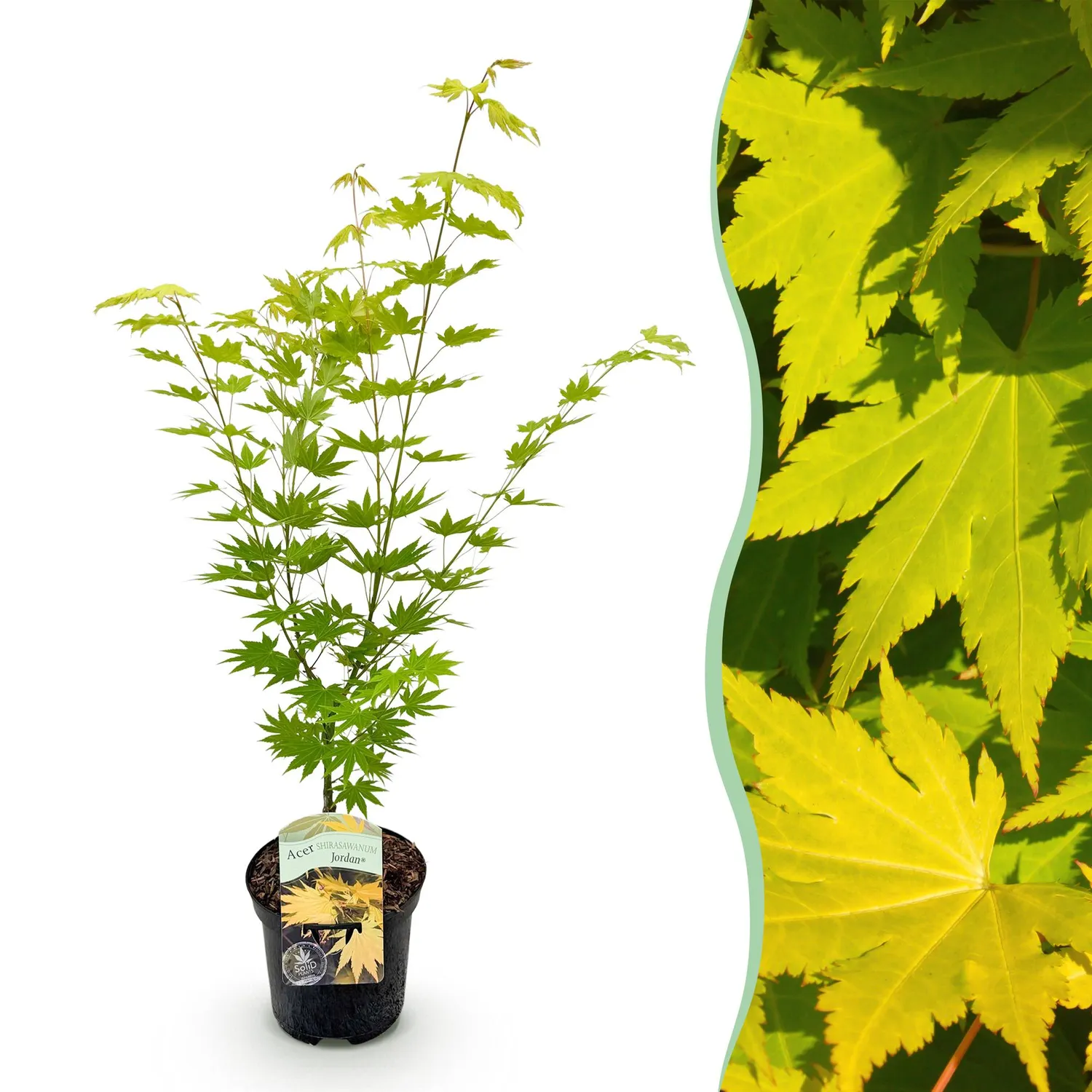 Plant and Stories Jordan érable du Japon pot 19 cm