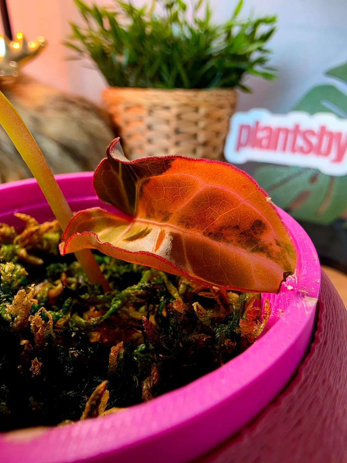 plant.ess Anthurium Crystallinum Angela plante panachée clone Iris