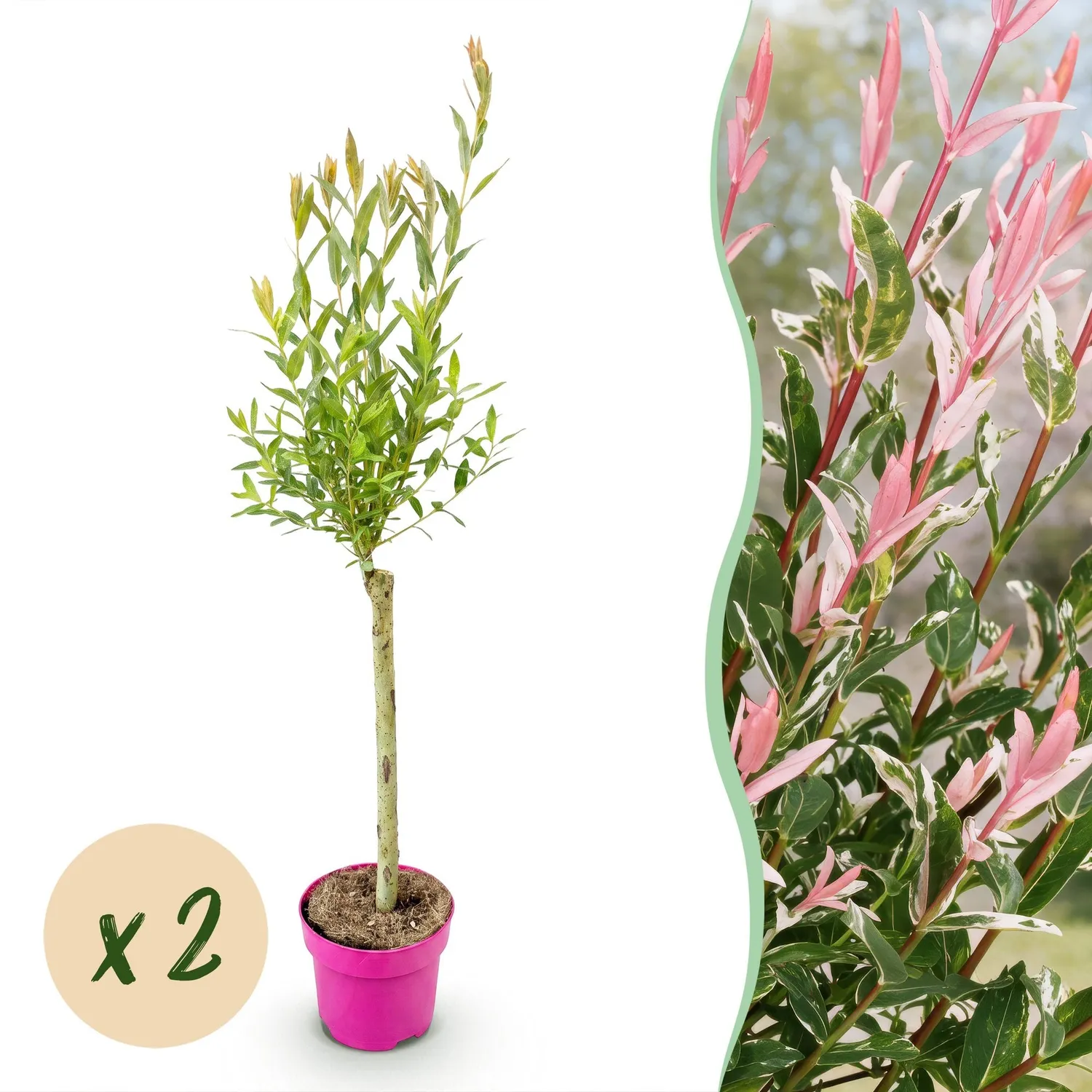 PLANT AND STORIES Flamingo saule crevette rose pot 17 cm