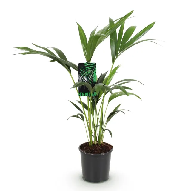 Plant and Stories Howea Forsteriana palmier pot 17 cm 70 cm Kentia