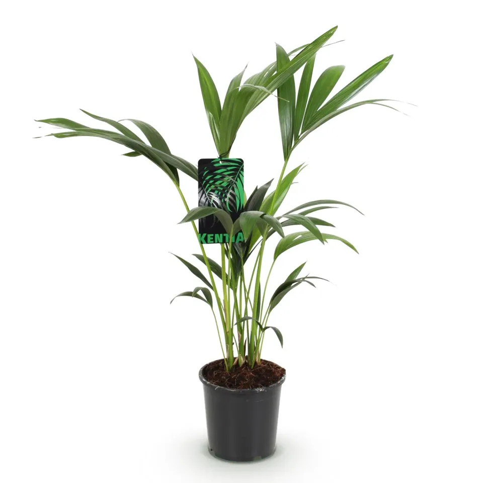Plant and Stories Howea Forsteriana palmier pot 17 cm 70 cm Kentia