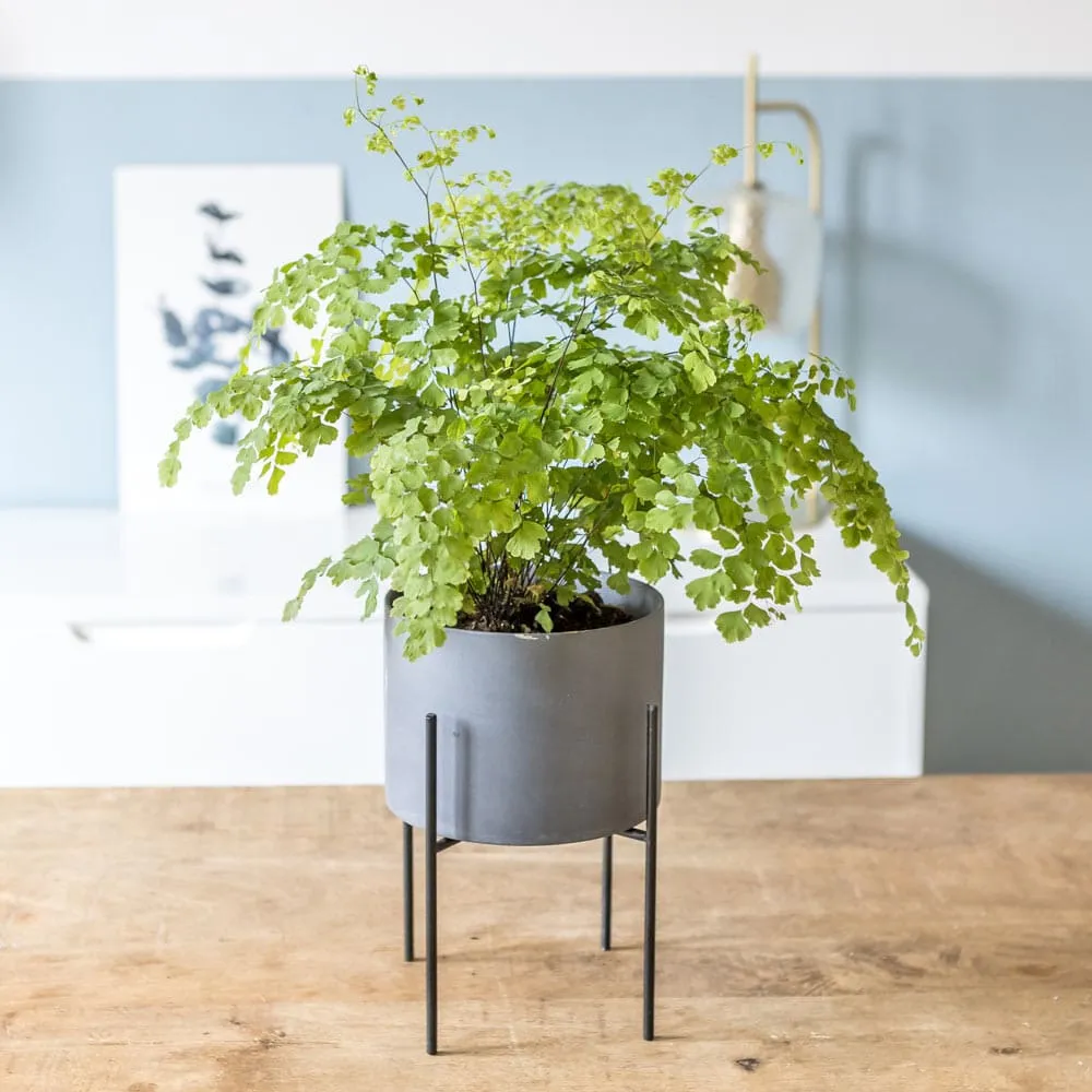 Réconciliation Végétale Melissa fougère intérieure Adiantum Fragrans