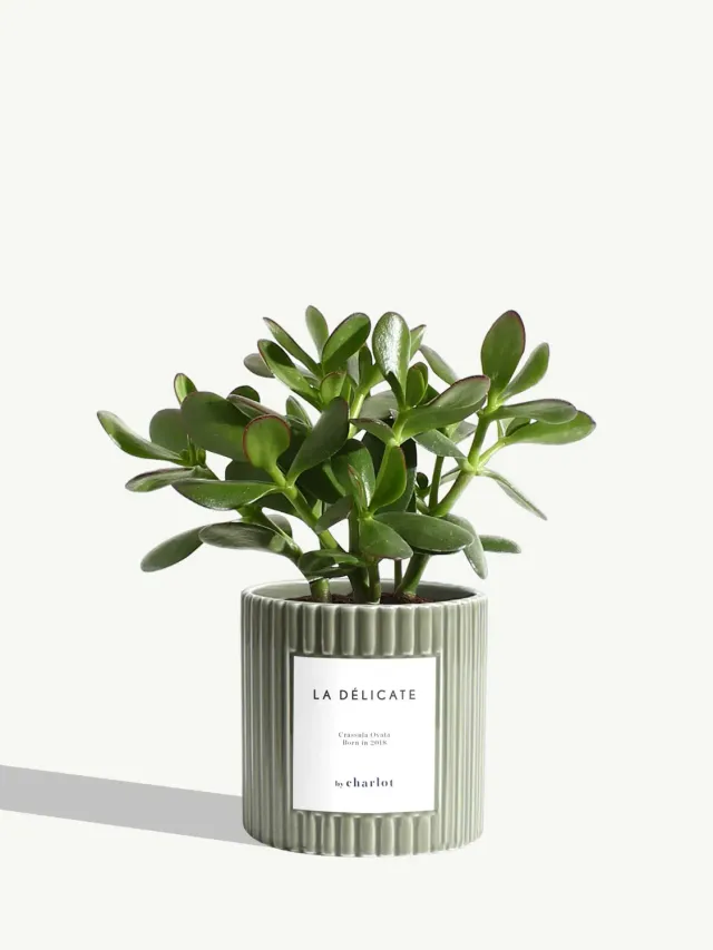 By Charlot La Délicate plante céramique olive