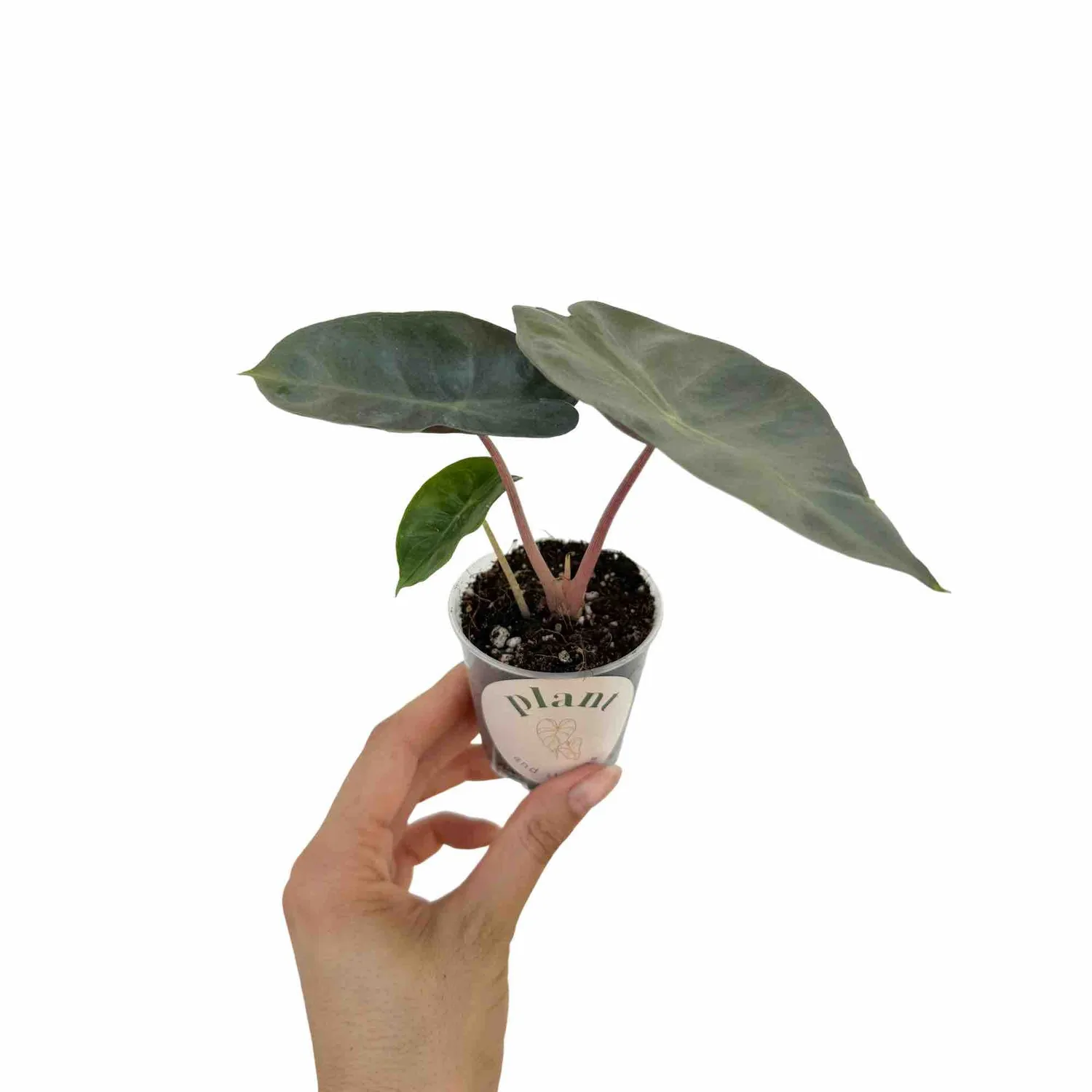 Plant and Stories Alocasia Pink Dragon plante intérieur pot 6 cm