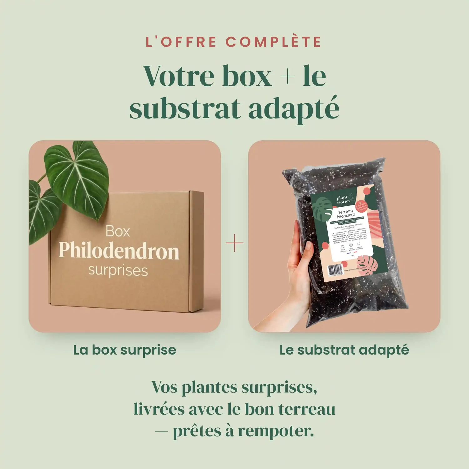 Plant and Stories Box Philodendron mystère plantes 3 surprises intérieur
