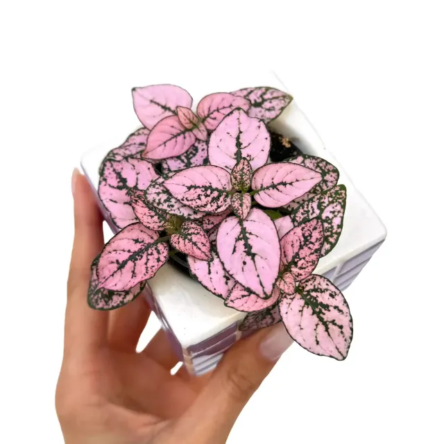 Plant and Stories Hypoestes Super Pink plante d'intérieur pot 6 cm