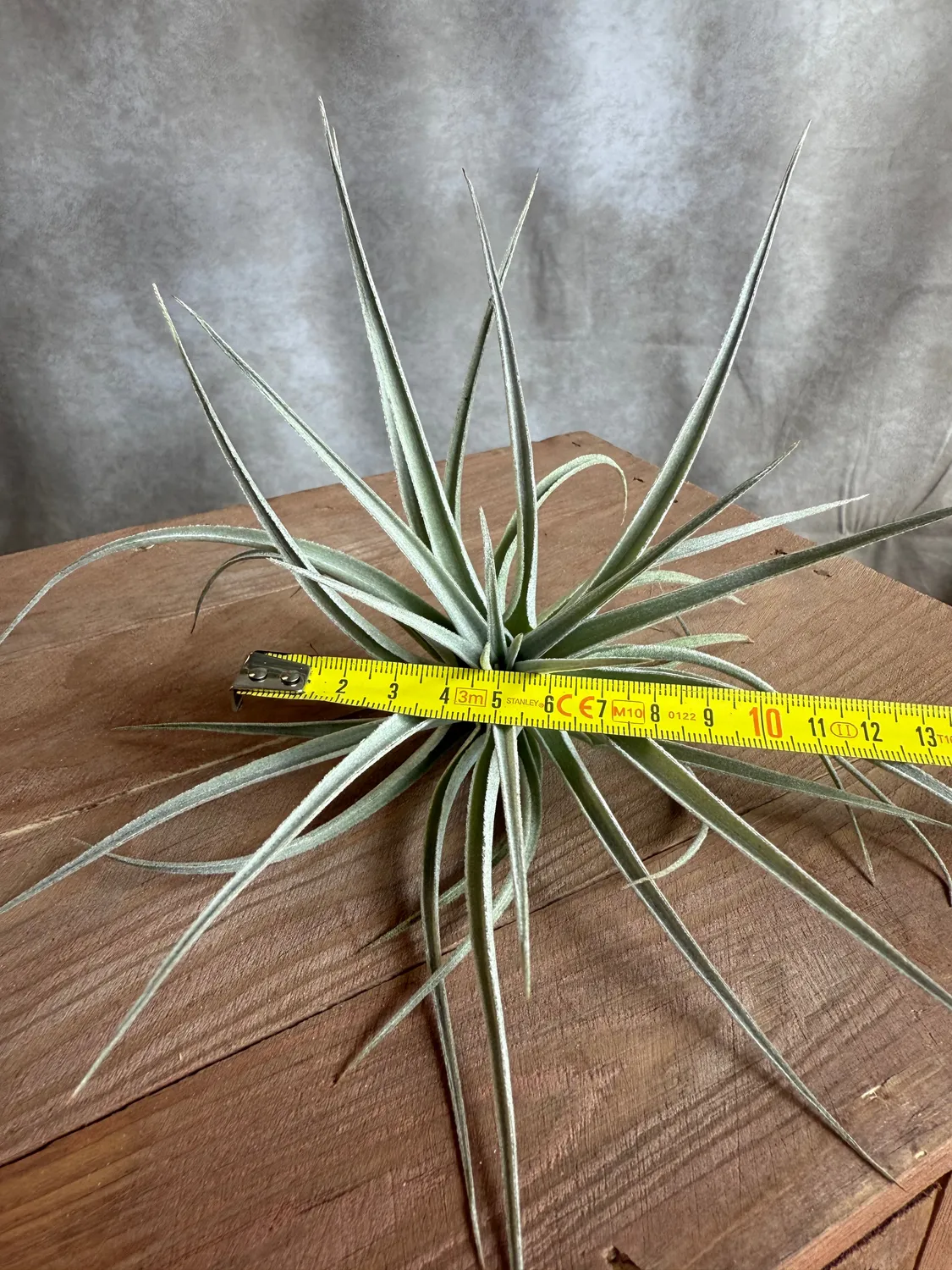 Airplantshop Tillandsia pohliana plante aérienne 10 cm xeric